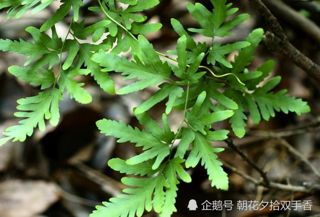 农村常见的野草,曾经被人们视为杂草,殊不知全草价值很高