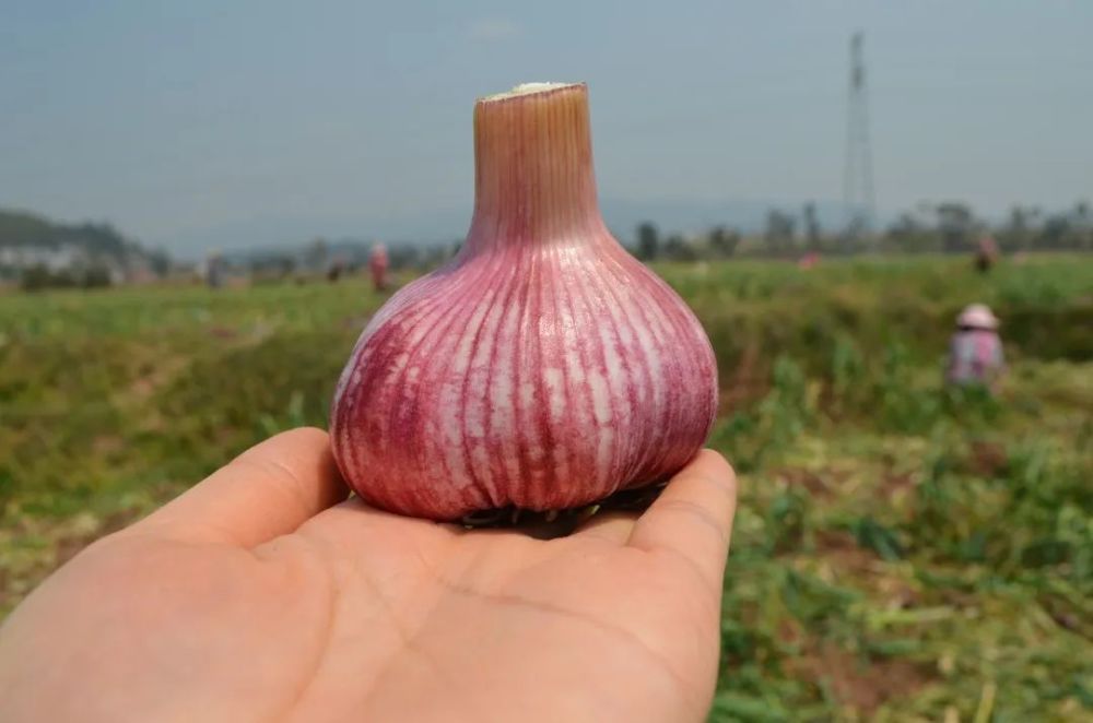 云南牟定100万斤紫皮大蒜销售遇困!每箱仅9.9包邮