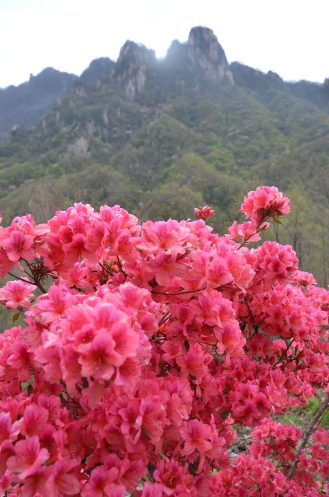 西泰山,洛阳杜鹃,汝阳杜鹃,河南杜鹃花,西泰山杜鹃花