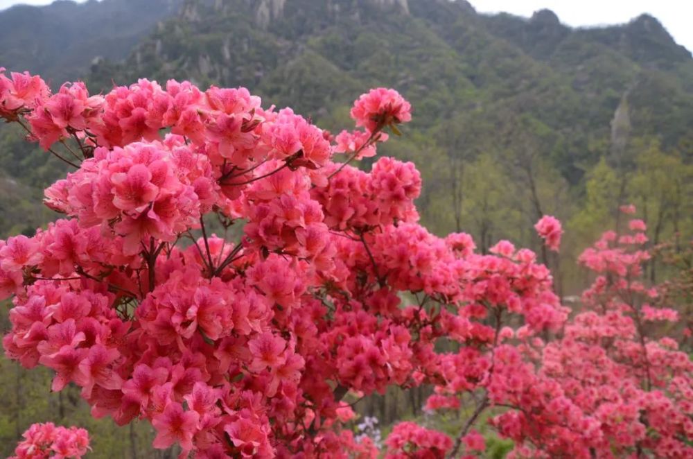 西泰山,洛阳杜鹃,汝阳杜鹃,河南杜鹃花,西泰山杜鹃花