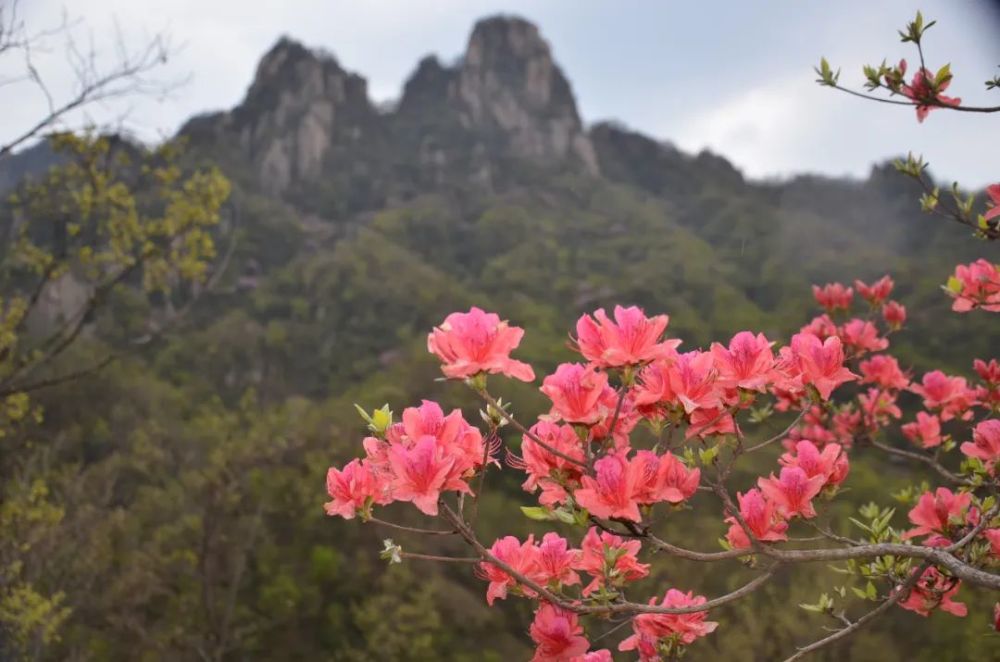 西泰山杜鹃盛宴,即将花开满山,美得不得了!一起欣赏!