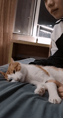 搞笑,萌,萌宠,喵星人