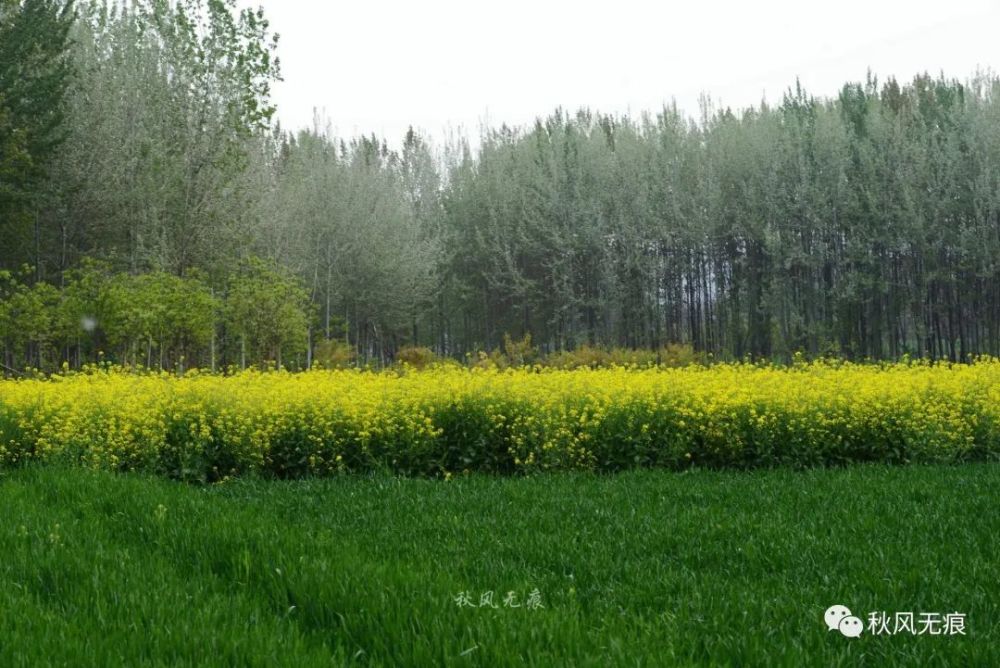 三原嵯峨山,麦田,杨树与油菜花,绘出关中北缘的春色