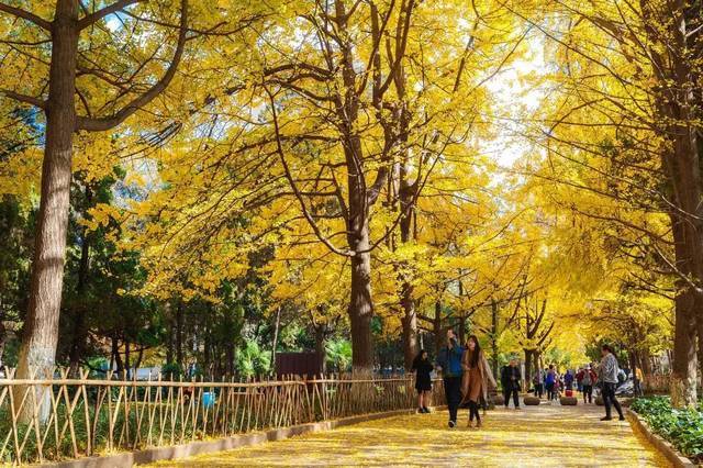 昆明,云南大学,翠湖公园,银杏大道,会泽院