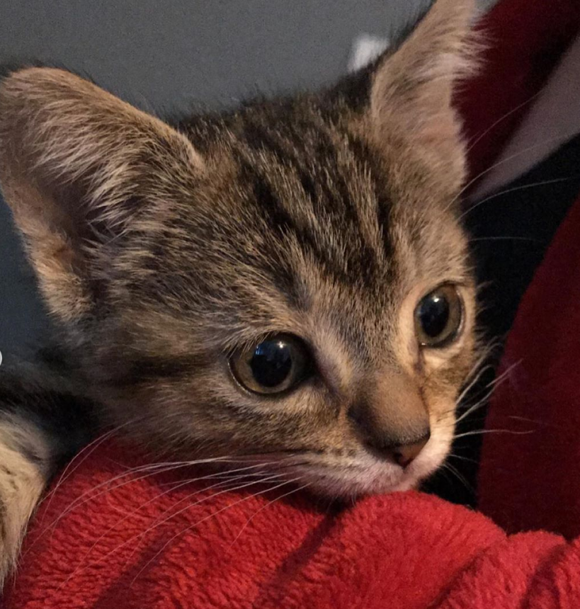 大眼睛萌猫惹人爱,1岁半才重4斤,当年被丢街上,还附带
