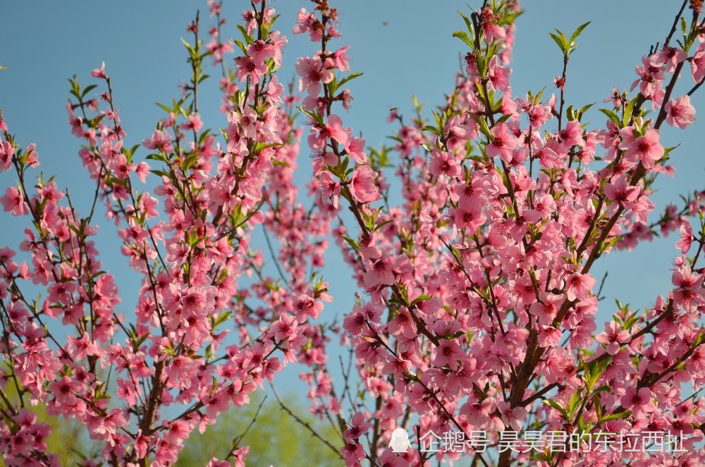 樱花,桃花,梅花,郁金香,梨花
