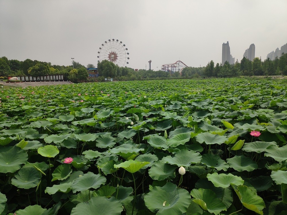 宿州旅游,宿州三角洲公园,宿州云集,宿州