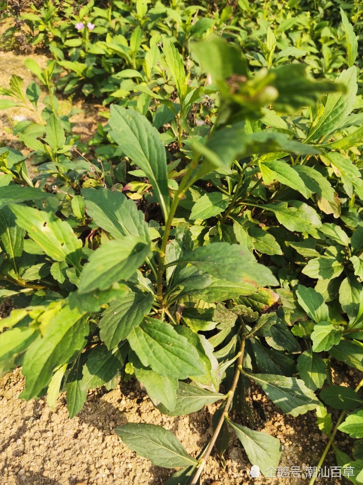 谷雨前后健脾去积话脾草,潮汕人食积泄泻良效药