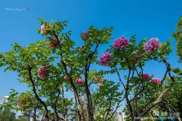 总领群芳花之王,洛阳千年皇家园林,百年牡丹花王盛开