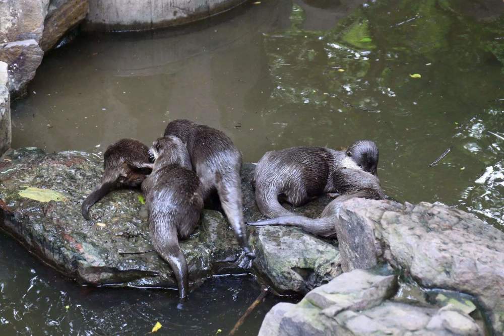 旅游,猎奇,奇闻趣事,水獭,水鬼