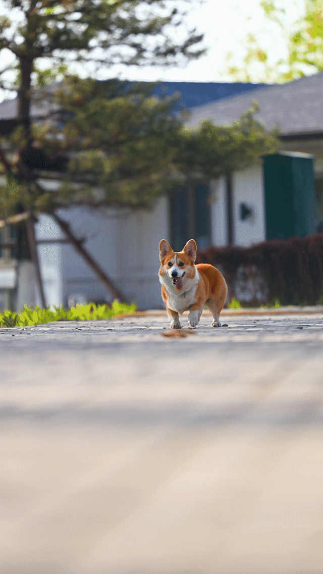 光圈:f2.8 快门:1/800 iso:100 焦距:200mm 光圈:f2.