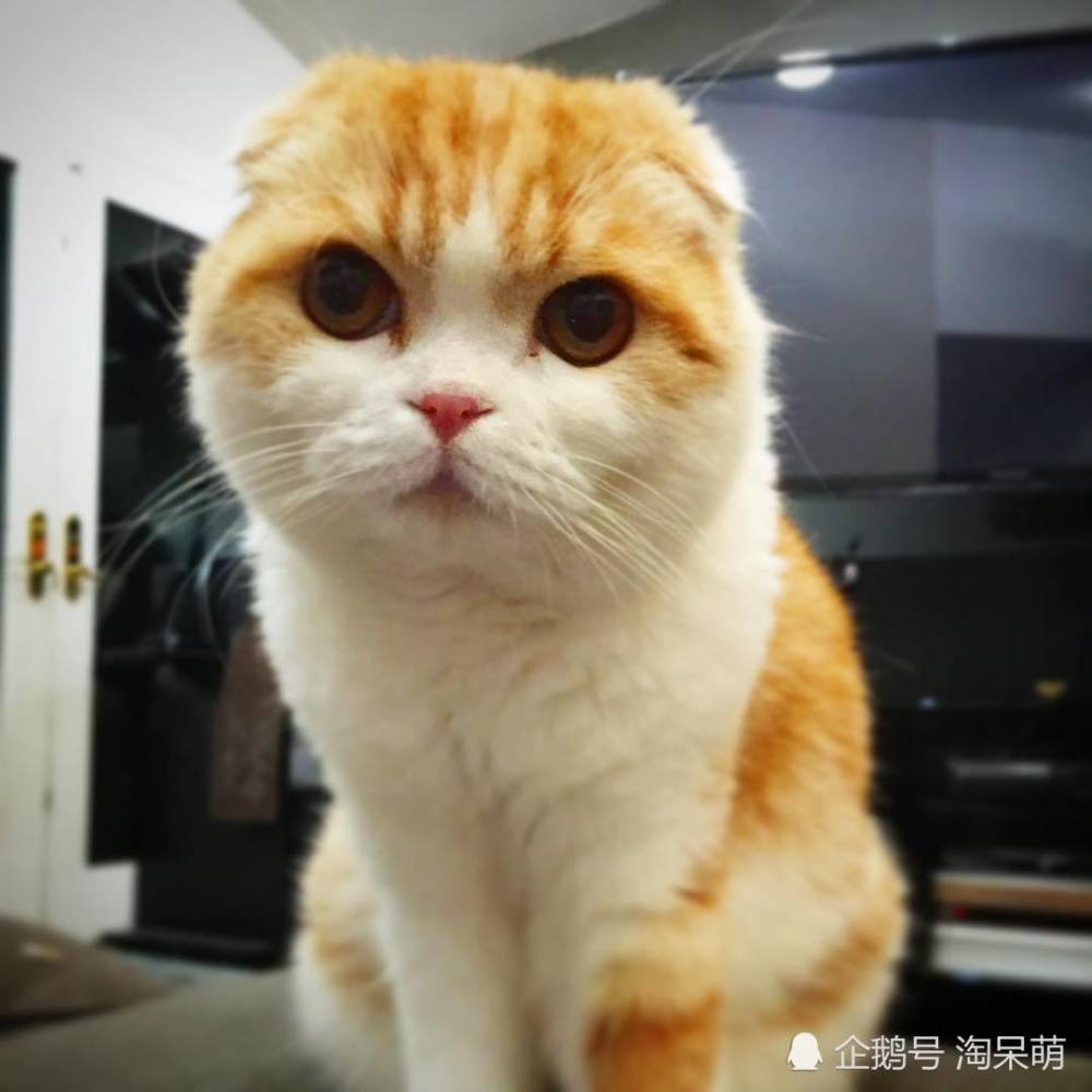 折耳猫,淘呆萌,萌宠,喵星人,弱小可怜