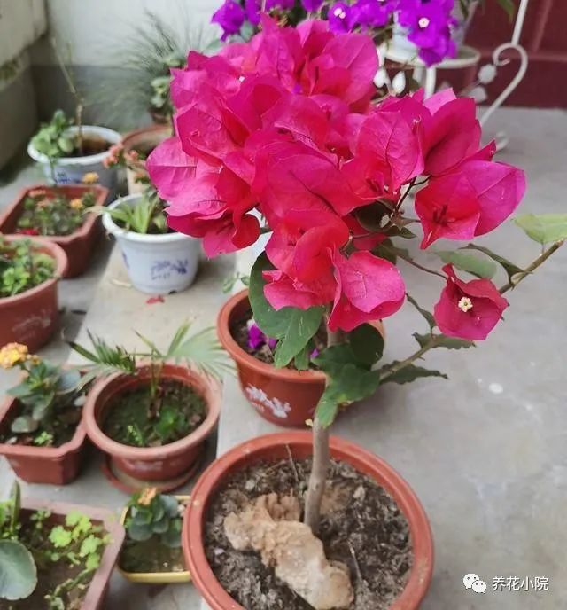 三角梅,植株,花芽分化,花卉