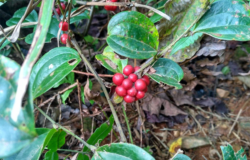 可随处可见到金刚刺的身影,为百合科植物短梗菝葜[bá qiā]的根茎