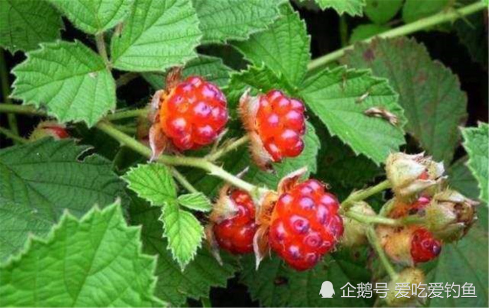 80后小时候吃过的野果,满满都是回忆的味道,看看你认识几种