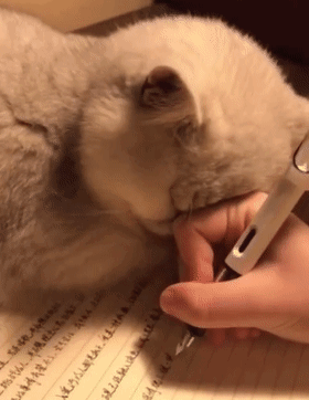 这届铲屎官不好带,让猫咪操碎了心