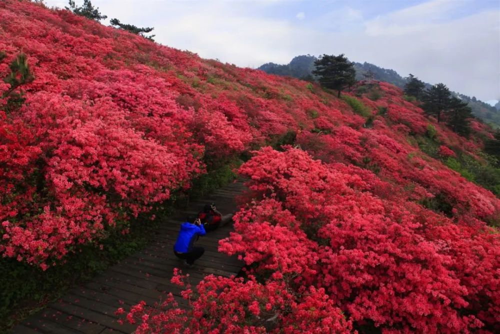 杜鹃花,湖北,木兰云雾山,龟峰山景区