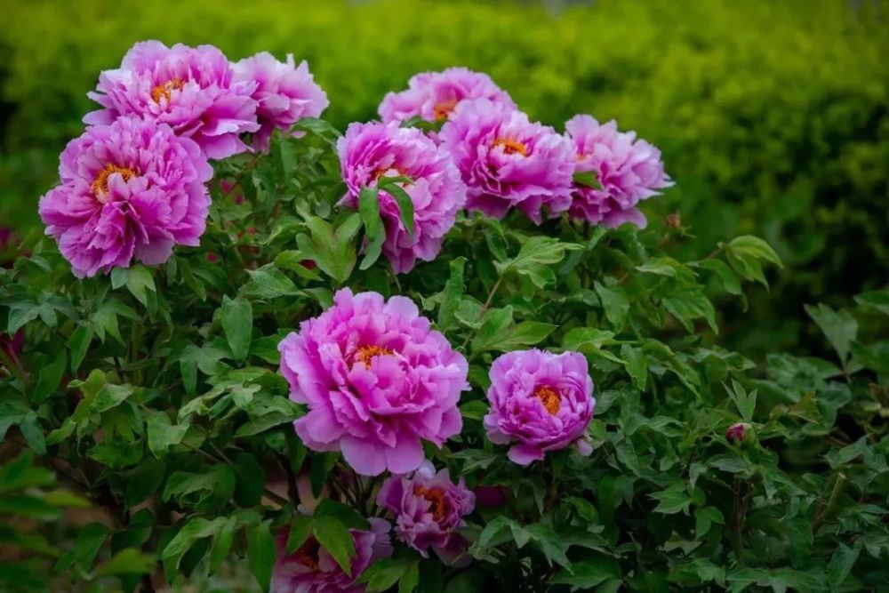 牡丹花,秦岭,琉璃