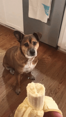 用渴望的眼神凝视着食物的可爱汪星人