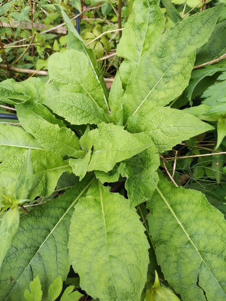 峨眉山野生药材系列——天名精