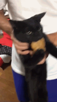 猫:骂什么骂,这是老子凭本事吃到的猫猫誓死捍卫嘴里的东西当偷吃被