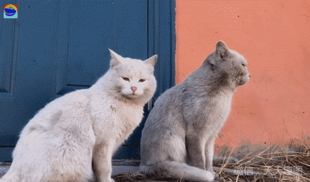 萌宠,宠物,狗,猫,喵星人