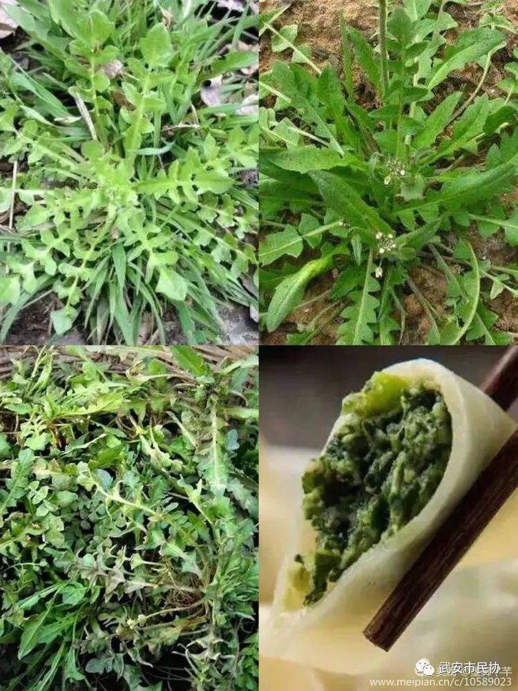 野菜,马齿苋,白花菜,灰灰菜,小蒜,杨槐花