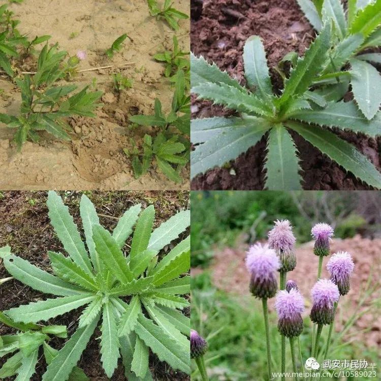 墨舞芊芊‖春天来了,有一种记忆叫挖野菜