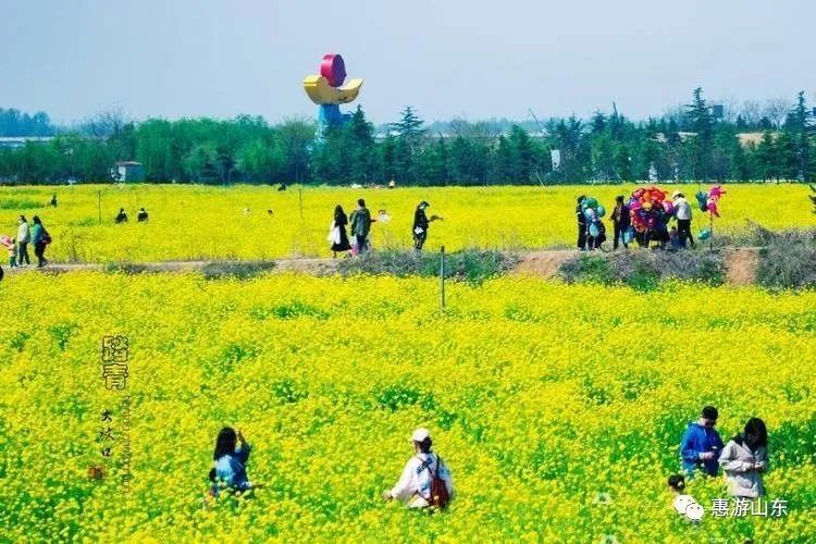 千亩油菜花,香飘大汶口——泰安大汶口遗址的油菜田美