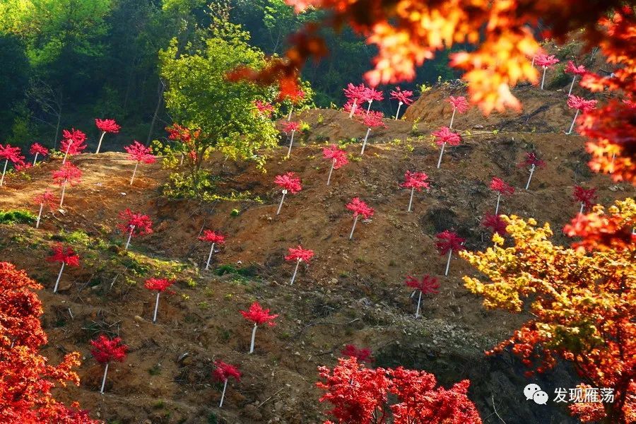 红叶,山谷,海洋,雁荡山,大荆镇