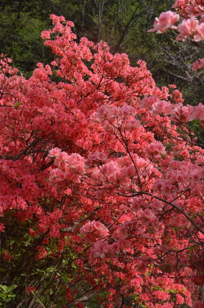 西泰山,西泰山杜鹃花,汝阳杜鹃,河南杜鹃花