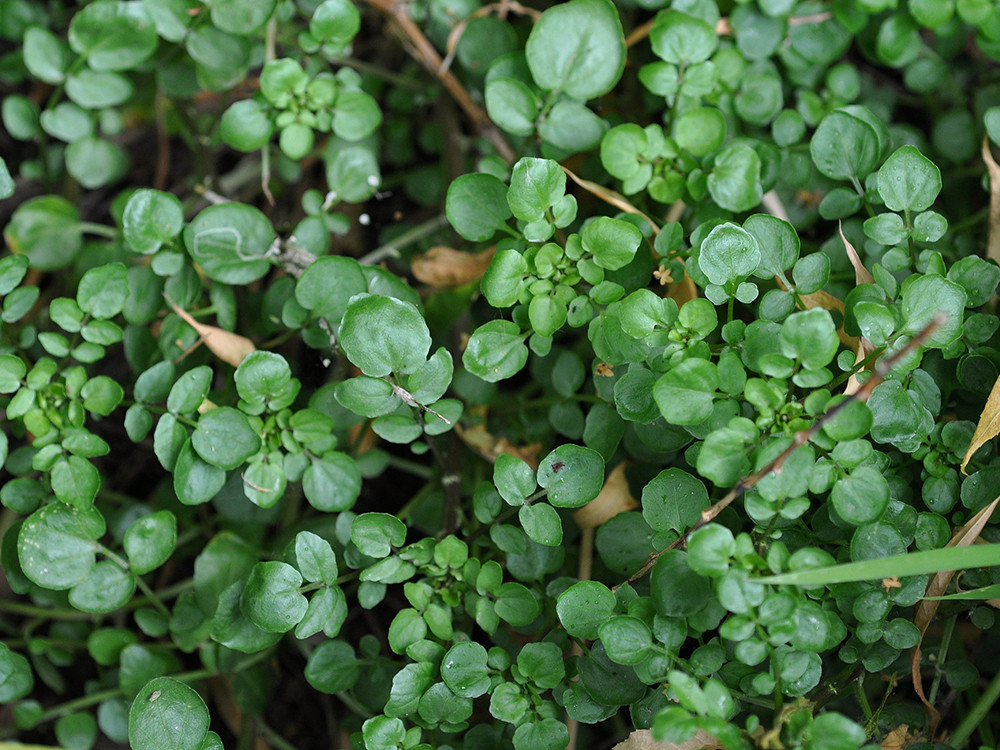 野菜,水芹菜,豆瓣菜,莼菜,野芹菜,清炒,香椿,江南地区,竹笋,蒲菜