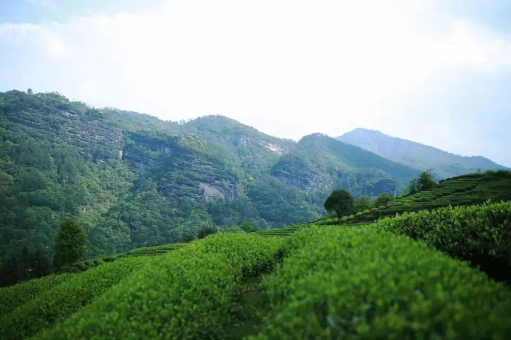 "喊山祭茶"咯!武夷山邀你开启一段寻茶漫游之旅