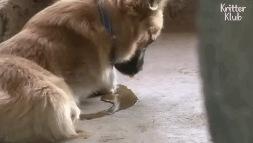 壁纸 动物 灵长目 520_294 gif 动态图 动图
