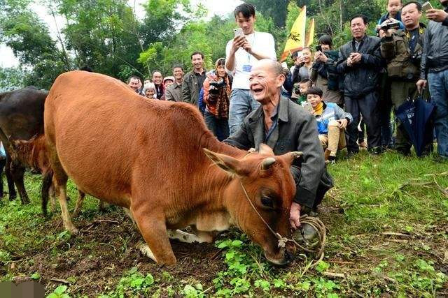 旅游,猎奇,奇闻趣事,牛,农村