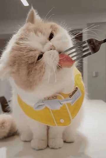 壁纸 动物 猫 猫咪 小猫 桌面 360_537 竖版 竖屏 手机 gif 动态图