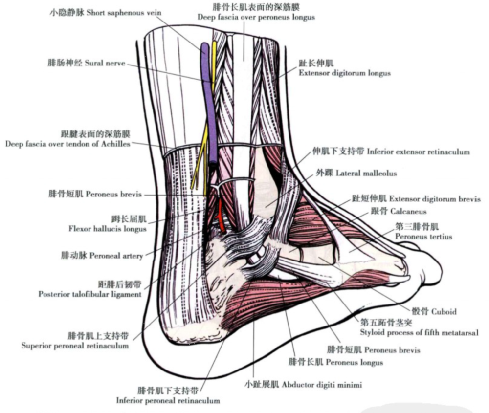 踝关节解剖分析