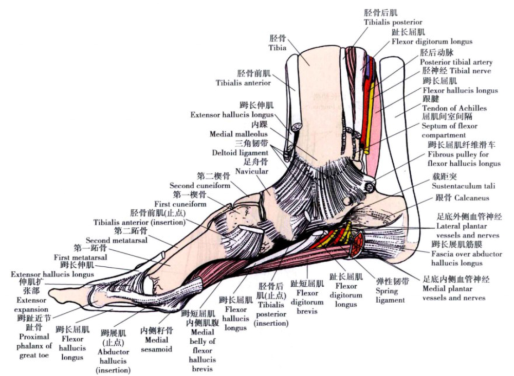 踝关节解剖分析