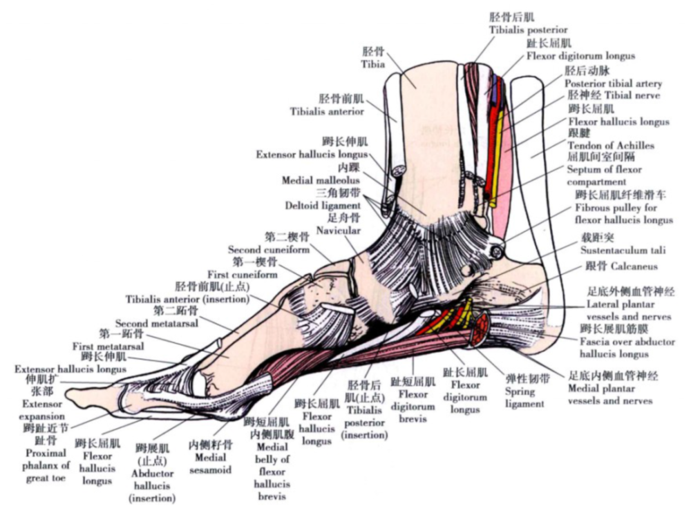 踝关节,伸肌,韧带
