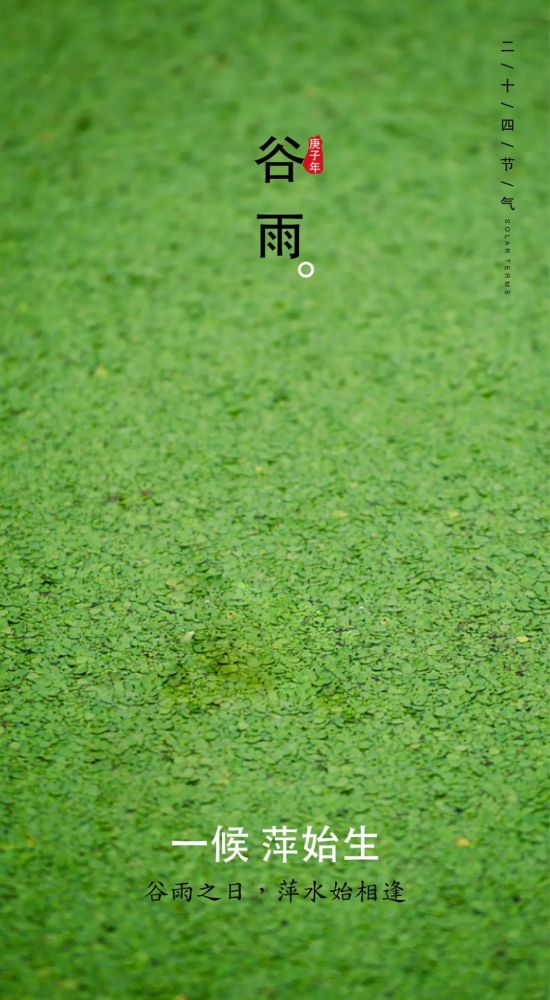 谷雨一候:萍始生——最美最初的萍水相逢