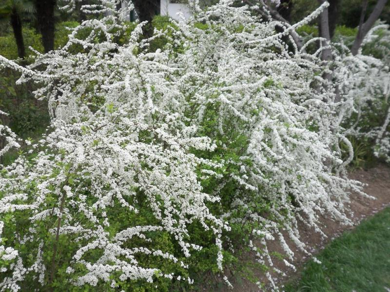 喷雪花一开像下雪,花量多到压弯枝,大夏天也能赏雪!