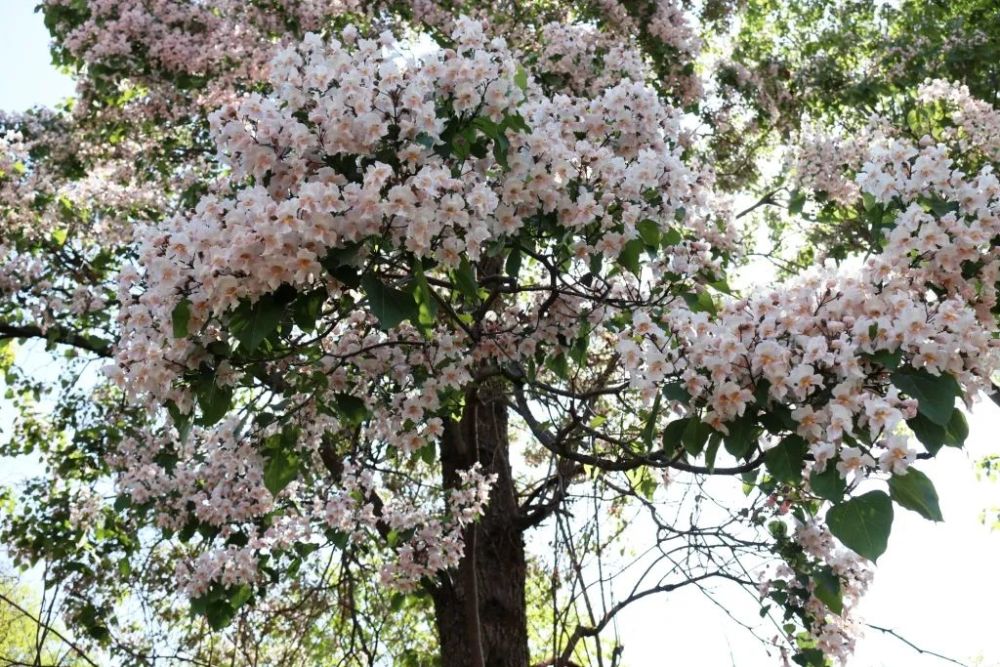 大村小寨,山岗田野,老远就能看到楸树高大挺拔的身姿和满树满目的繁花