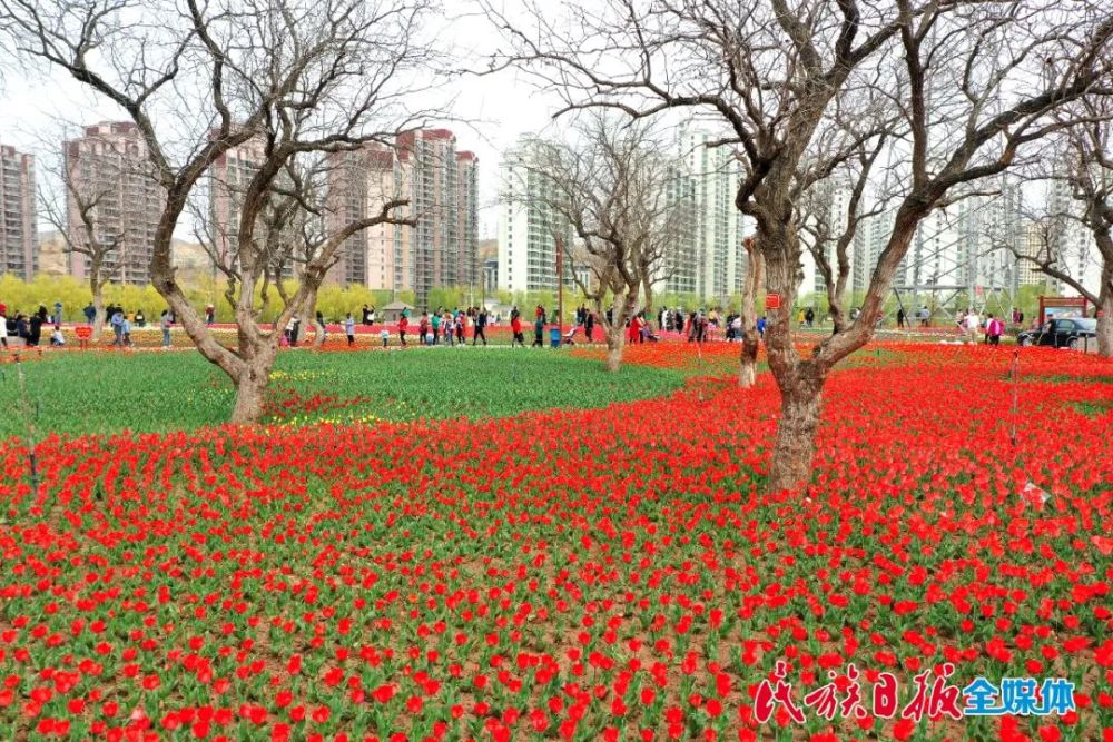 永靖县:郁金香花开迎客来