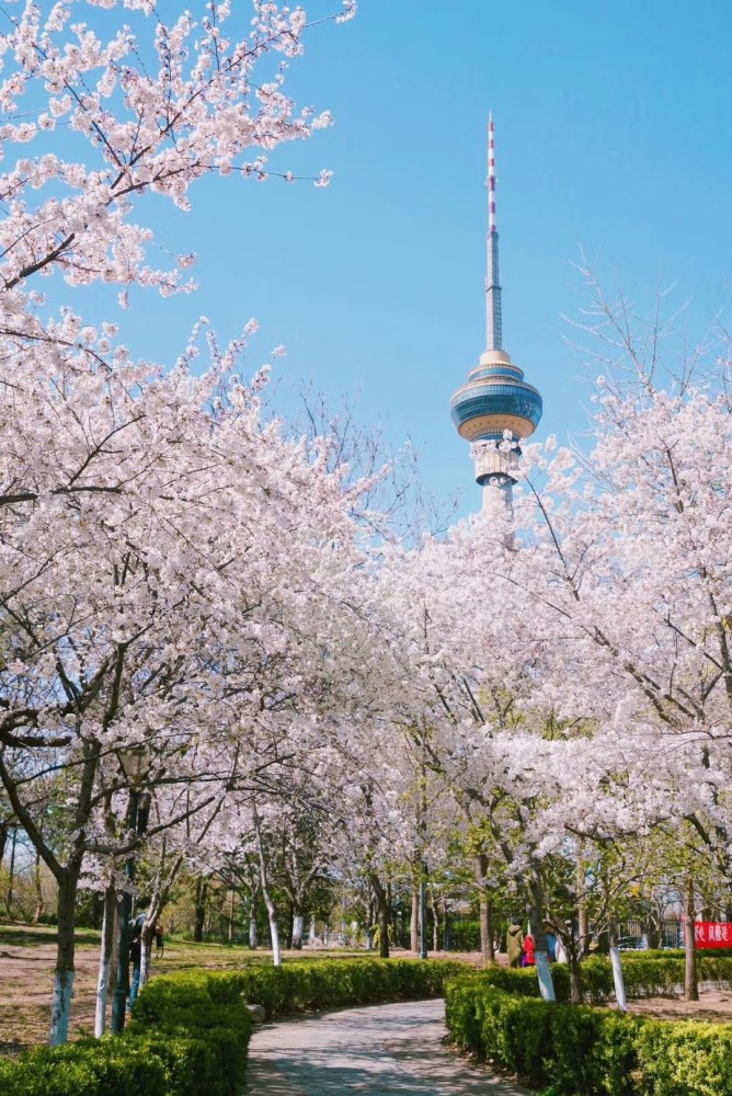 特殊的春天,北京玉渊潭观赏樱花人最少的一年