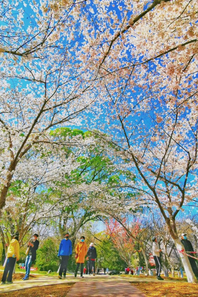 特殊的春天,北京玉渊潭观赏樱花人最少的一年