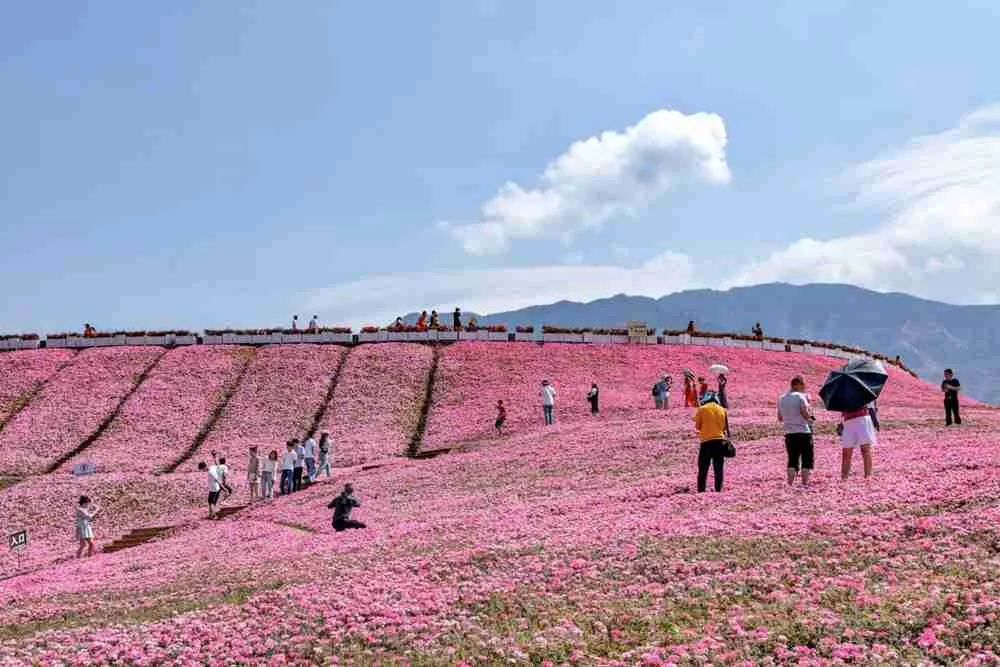 徜徉醉人花海 尽享康养人生