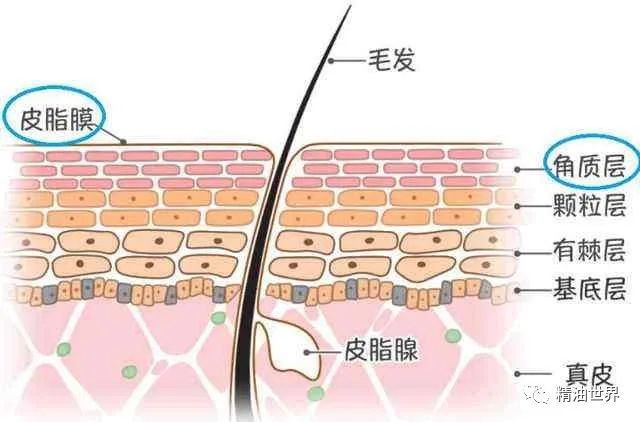 解读皮肤结构和肤质,正确搭配精油
