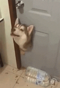 然而回来后,他崩溃了