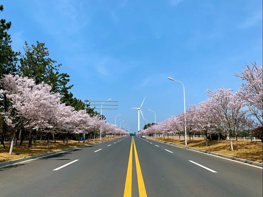 樱花大道,樱花,滨海新城,威海