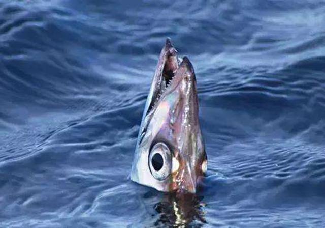 带鱼看上去很凶猛,下颚的牙齿甚至突出来,看上去就不好惹的样子,实际